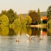 Indien Summer Juessee Herzberg 09.10.2021 Herbst Schwanfamilie Foto@Sühs