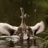 01.10.2021 Unsere Schwanfamilie Jungschwäne werden langsam  flügge