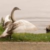 01.10.2021 Unsere Schwanfamilie Jungschwäne werden langsam  flügge