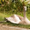 01.10.2021 Unsere Schwanfamilie Jungschwäne werden langsam  flügge