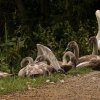 01.10.2021 Unsere Schwanfamilie Jungschwäne werden langsam  flügge