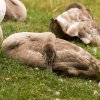 01.10.2021 Unsere Schwanfamilie Jungschwäne werden langsam  flügge