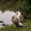 01.10.2021 Unsere Schwanfamilie Jungschwäne werden langsam  flügge