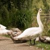 01.10.2021 Unsere Schwanfamilie Jungschwäne werden langsam  flügge