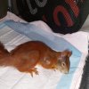 Neuzugang angefahrendes Eichhörnchen 12.10.2022 Wird gepflegt bis es wieder fit ist  