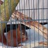 Kleines verwaistes Eichhörnchen Ende April 2022