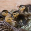 Entenküken in Scharzfeld Handicapfarm Juni 2023