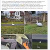 Schwan Sicherung 27.02.2025