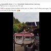 Mehlschwalben in Freiheit entlassen