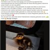 Enten Küken -Notfall