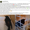 Amsel Notfall
