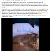 Eichhörnchen Notfall