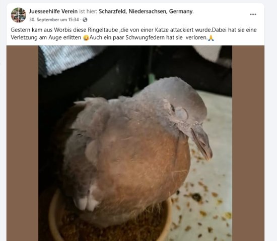 https://juesseehilfe.de/images/phocagallery/andere_einsaetze/2026/oktober/thumbs/phoca_thumb_l_2.jpg