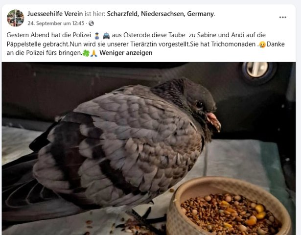 https://juesseehilfe.de/images/phocagallery/andere_einsaetze/2026/oktober/thumbs/phoca_thumb_l_2.jpg