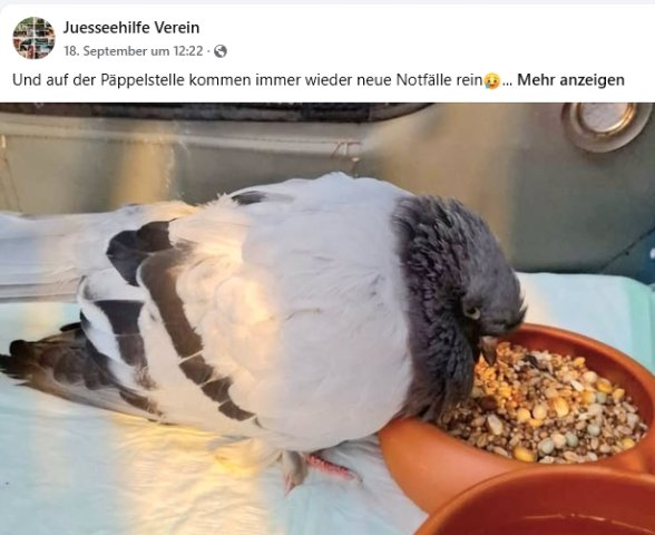 https://juesseehilfe.de/images/phocagallery/andere_einsaetze/2026/oktober/thumbs/phoca_thumb_l_2.jpg