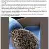 Igel Notfall