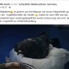 Tauben Notfall Januar