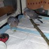 Tauben in der Pflegestelle in Scharzfeld bei Sabine