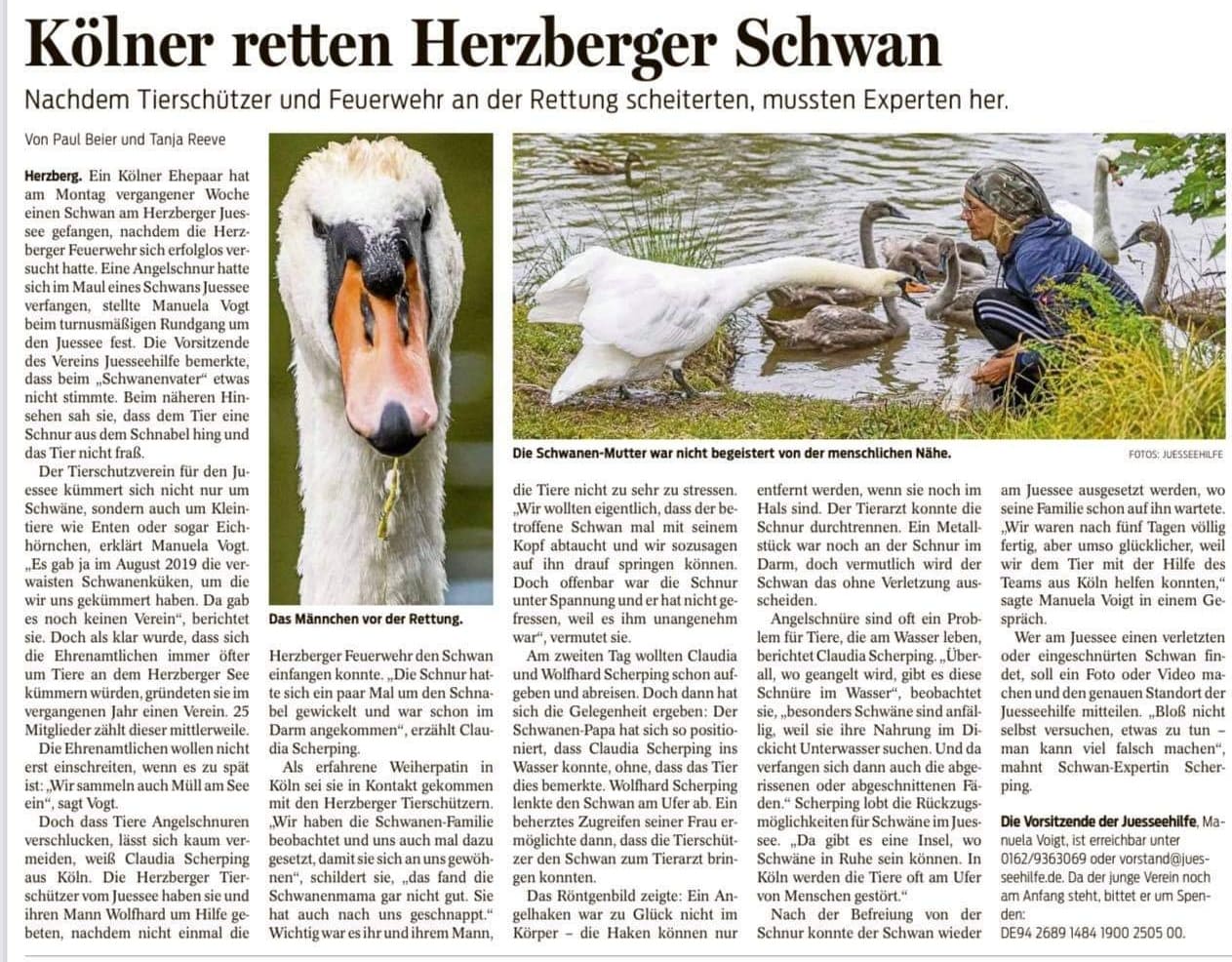 Schwanenpapa Rettung Zeitungsartikel Harzkurier 31.08.2021
