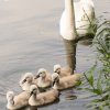Schwanenfamilie 26.06.2021 Entspannte Stimmung Foto@Sühs