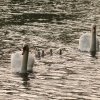 15.06.2021 Schwanenkinder Foto@Sühs