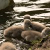15.06.2021 Schwanenkinder Foto@Sühs