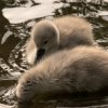 15.06.2021 Schwanenkinder Foto@Sühs