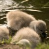 15.06.2021 Schwanenkinder Foto@Sühs