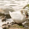 15.06.2021 Schwanenkinder Foto@Sühs
