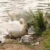 15.06.2021 Schwanenkinder Foto@Sühs