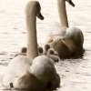 15.06.2021 Schwanenkinder Foto@Sühs