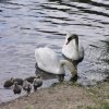 Sie sind da 6 Stück Schwanenkinder