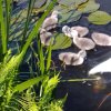 Schwanenfamilie 2021 Juessee