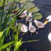 Schwanenfamilie 2021 Juessee
