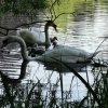 Schwanenfamilie 2021 Juessee