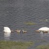 25.06.2021 Schwanenfamilie Juessee Foto Verein