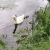 25.06.2021 Schwanenfamilie Juessee Foto Verein