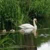 25.06.2021 Schwanenfamilie Juessee Foto Verein