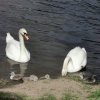 Sie sind da 6 Stück Schwanenkinder
