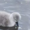 Sie sind da 6 Stück Schwanenkinder