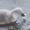 Sie sind da 6 Stück Schwanenkinder