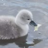 Sie sind da 6 Stück Schwanenkinder