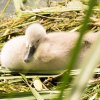 26.06. Schwanenküken Juessee Foto Sühs
