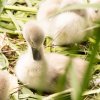 26.06. Schwanenküken Juessee Foto Sühs