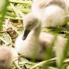 26.06. Schwanenküken Juessee Foto Sühs