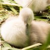 26.06. Schwanenküken Juessee Foto Sühs
