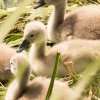 26.06. Schwanenküken Juessee Foto Sühs