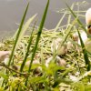 26.06. Schwanenküken Juessee Foto Sühs