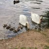 Schwanenfamilie 2021 Juessee
