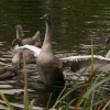 18.09.2021 Schwanenfamilie Juessee die ersten Flugübungen Foto@Sühs 